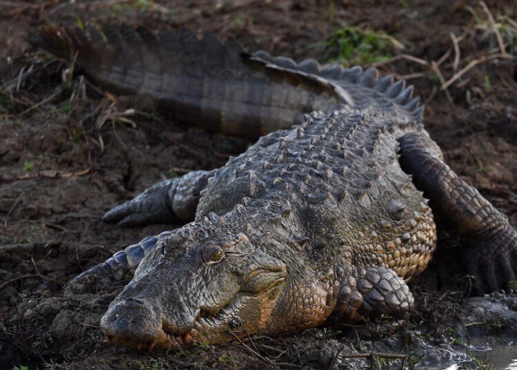 A Crocodile sunbathes on a river bank at Yala National Park in the southern district of Yala, some 250kms southwest of Colombo on June 1, 2019. - The Yala National Park is the most visited and second largest national park in Sri Lanka. (Photo by ISHARA S. KODIKARA / AFP)