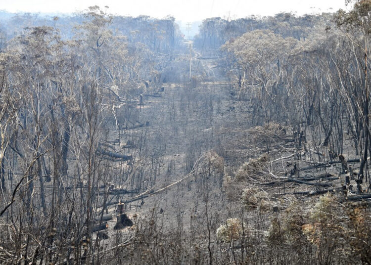 A view of the landscape with burnt trees after a bushfire in Mount Weison in Blue Mountains, some 120 kilometres northwest of Sydney on December 18, 2019. - Australia this week experienced its hottest day on record and the heatwave is expected to worsen, exacerbating an already unprecedented bushfire season, authorities said on December 18. (Photo by Saeed KHAN / AFP)