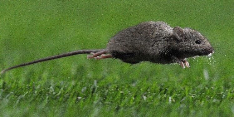 A mouse runs onto the pitch during the English Premier League football match between Manchester United and West Ham United at Old Trafford in Manchester, north-west England on February 23, 2010. AFP PHOTO/ANDREW YATES --- RESTRICTED TO EDITORIAL USE Additional licence required for any commercial/promotional use or use on TV or internet (except identical online version of newspaper) of Premier League/Football League photos. Tel DataCo +44 207 2981656. Do not alter/modify photo (Photo by ANDREW YATES / AFP)