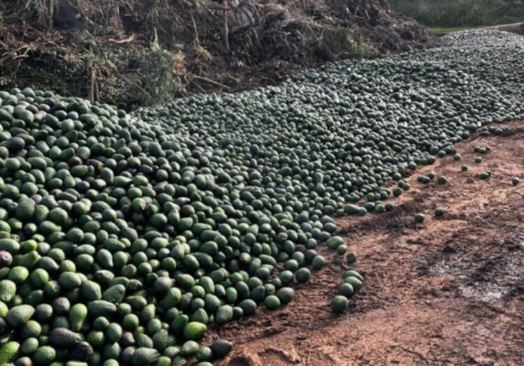 A large pile of avocados left at the Atherton dump. Credit: Jan De Lai/Facebook