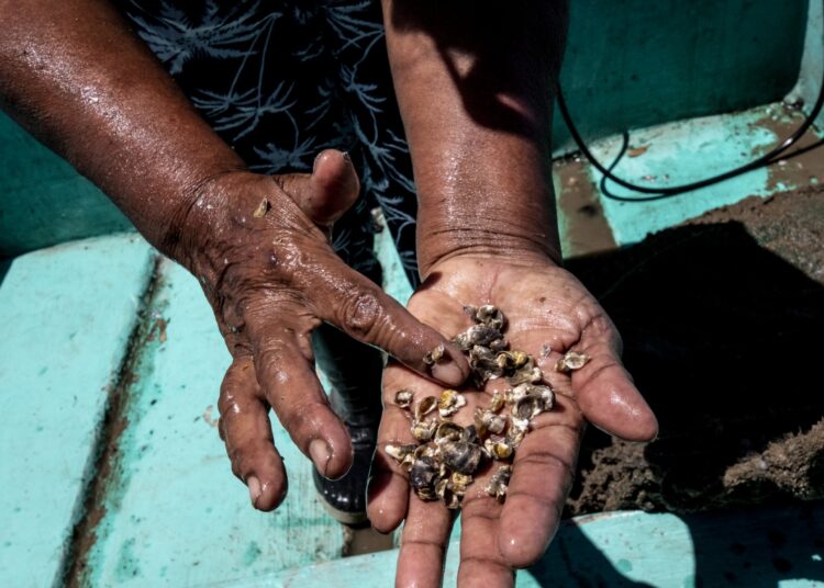 A fisherwoman shows seeds of farmed oysters at an oyster farm on Isla Chira in Puntarenas, Costa Rica, on June 23, 2022. - A cooperative of artisanal fishermen developed a marine farm for the production of oysters during the marine fishing closed season which are sold for kitchen consumption. (Photo by Ezequiel BECERRA / AFP)
