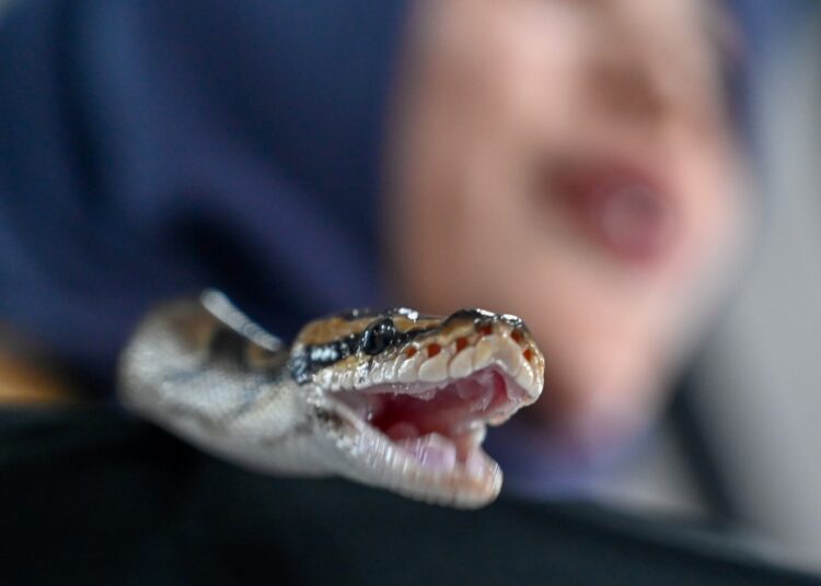 A python is seen on a woman's shoulder during a pet expo at a shopping mall in Banda Aceh on November 20, 2022. (Photo by CHAIDEER MAHYUDDIN / AFP)
