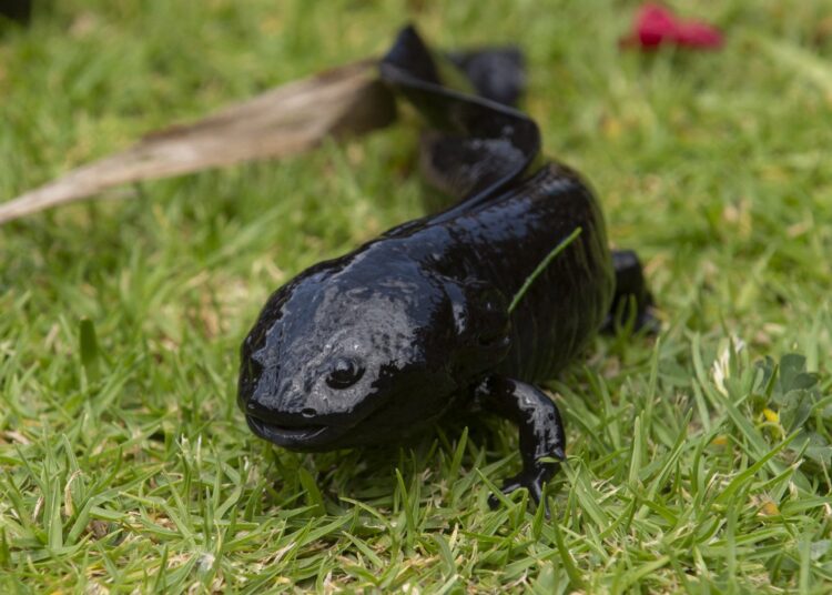 An Ajolote (Ambystoma mexicanum), a kind of amphibian, is seen at a conservation center during the Ajolote Preservation Event, where preservation actions of this endemic species in danger of extinction are discussed in Xochimilco, Mexico City, Mexico, on February 16, 2022. (Photo by CLAUDIO CRUZ / AFP)