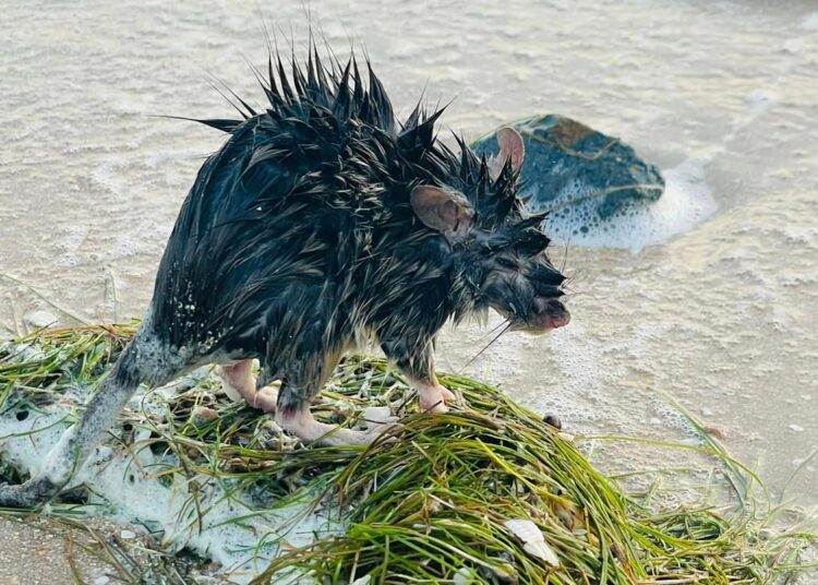 This handout photo taken on November 13, 2023 obtained on November 24, 2023 from Janine Harris's facebook page 'This Is Livin' shows a native long-haired rat on a beach in the town of Karumba in Australia's Queensland. - The native long-haired rats have been steadily marching towards the coast after a bumper wet season in inland Australia, spreading hundreds of kilometres in their hunt for new crops to nibble on. (Photo by Handout / JANINE HARRIS/This Is Livin / AFP) / RESTRICTED TO EDITORIAL USE - MANDATORY CREDIT "AFP PHOTO / JANINE HARRIS/THIS IS LIVIN" - NO MARKETING NO ADVERTISING CAMPAIGNS - DISTRIBUTED AS A SERVICE TO CLIENTS - RESTRICTED TO EDITORIAL USE - MANDATORY CREDIT "AFP PHOTO / JANINE HARRIS/This Is Livin" - NO MARKETING NO ADVERTISING CAMPAIGNS - DISTRIBUTED AS A SERVICE TO CLIENTS /