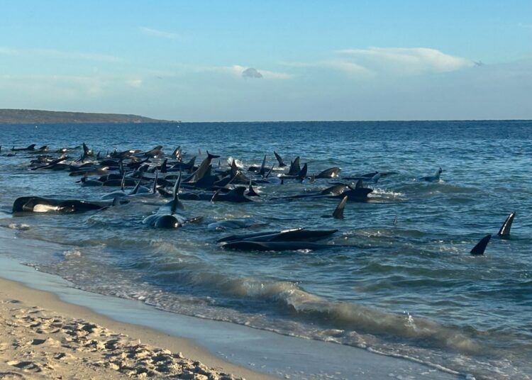 This handout photo taken and released by the Department of Biodiversity, Conservation and Attractions on April 25, 2024 shows pilot whales stranded at Toby's Inlet near Dunsborough in Western Australia. - Marine biologists raced on April 25 to save more than 100 pilot whales after a mass stranding on an Australian beach, with officials fearing many will have to be euthanised. (Photo by Handout / Department of Biodiversity, Conservation and Attractions / AFP) / RESTRICTED TO EDITORIAL USE - MANDATORY CREDIT "AFP PHOTO / DEPARTMENT OF BIODIVERSITY, CONSERVATION AND ATTRACTIONS" - NO MARKETING NO ADVERTISING CAMPAIGNS - DISTRIBUTED AS A SERVICE TO CLIENTS